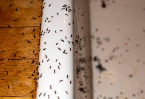 Best Exterminator Services  in Eielson Af, AK