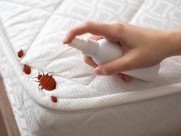 Best Ant Control Services  in Eielson Af, AK