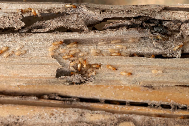 Best Pest Control for Homes  in Eielson Af, AK